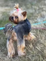 Nori, a female Yorkshire Terrier for sale in Mountlake Terrace, WA – Photo 4 of 4