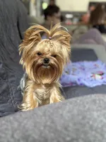 Nori, a female Yorkshire Terrier for sale in Mountlake Terrace, WA – Photo 2 of 4