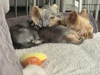 Chopper, a male Yorkshire Terrier for sale in Mountlake Terrace, WA – Photo 2 of 4