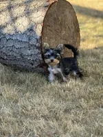 Chopper, a male Yorkshire Terrier for sale in Mountlake Terrace, WA – Photo 3 of 4