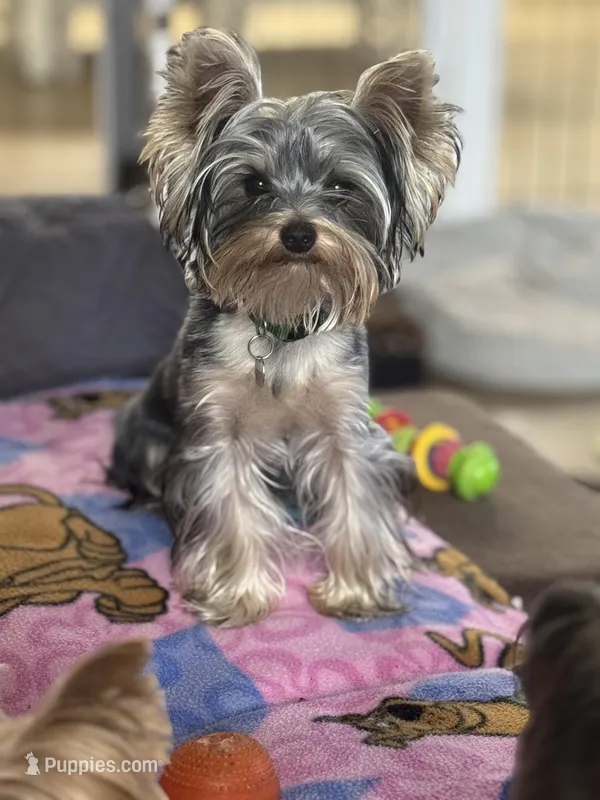 Chopper – Yorkshire Terrier puppy for sale in Mountlake Terrace, WA