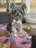 Chopper, a male Yorkshire Terrier for sale in Mountlake Terrace, WA – Photo 1 of 4