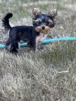Chopper, a male Yorkshire Terrier for sale in Mountlake Terrace, WA – Photo 4 of 4