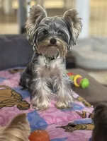 AKC Chopper, a male Yorkshire Terrier for sale in Mountlake Terrace, WA – 5 of 9