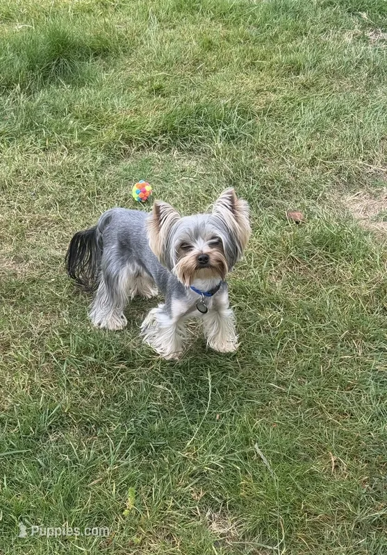 AKC Chopper – Yorkshire Terrier puppy for sale in Mountlake Terrace, WA