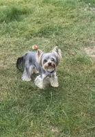AKC Chopper, a male Yorkshire Terrier for sale in Mountlake Terrace, WA – 1 of 9