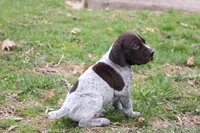 Winnie , a male German Shorthaired Pointer for sale in Sunbury, PA – Photo 3 of 3