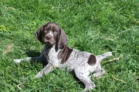 Winnie , a male German Shorthaired Pointer for sale in Sunbury, PA – Photo 2 of 3