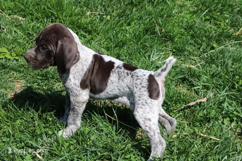 Winnie  – German Shorthaired Pointer puppy for sale in Sunbury, PA
