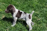 Winnie , a male German Shorthaired Pointer for sale in Sunbury, PA – Photo 1 of 3