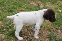 Ember , a female German Shorthaired Pointer for sale in Sunbury, PA – Photo 3 of 3