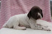 Ember , a female German Shorthaired Pointer for sale in Sunbury, PA – Photo 2 of 3