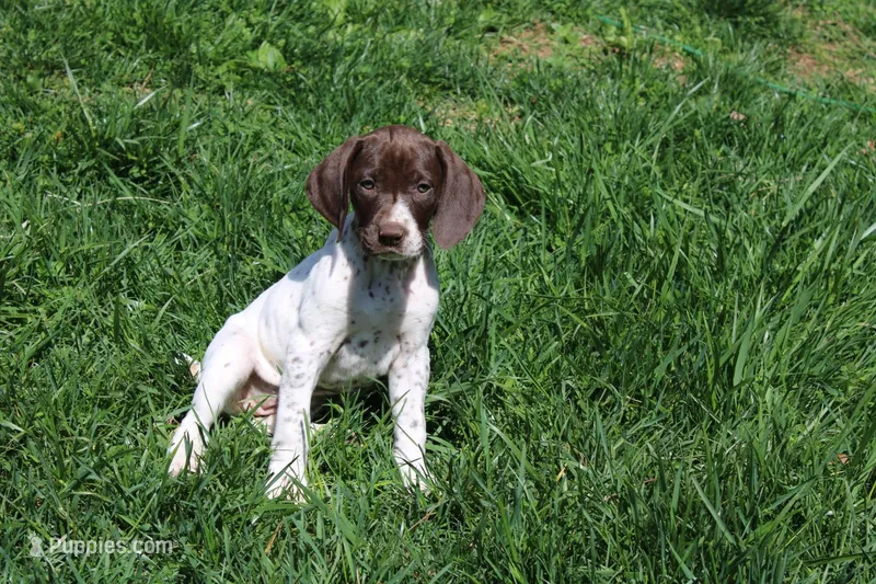 Ember  – German Shorthaired Pointer puppy for sale in Sunbury, PA