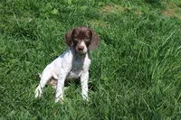Ember , a female German Shorthaired Pointer for sale in Sunbury, PA – Photo 1 of 3