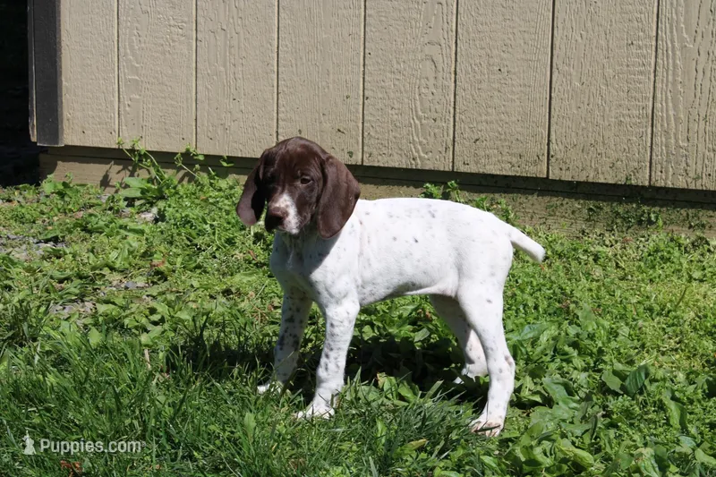 Ember  – German Shorthaired Pointer puppy for sale in Sunbury, PA