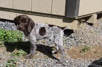 Remi , a male German Shorthaired Pointer for sale in Sunbury, PA – Photo 1 of 3