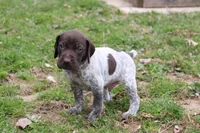 Remi , a male German Shorthaired Pointer for sale in Sunbury, PA – Photo 3 of 3
