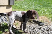Remi , a male German Shorthaired Pointer for sale in Sunbury, PA – Photo 2 of 3