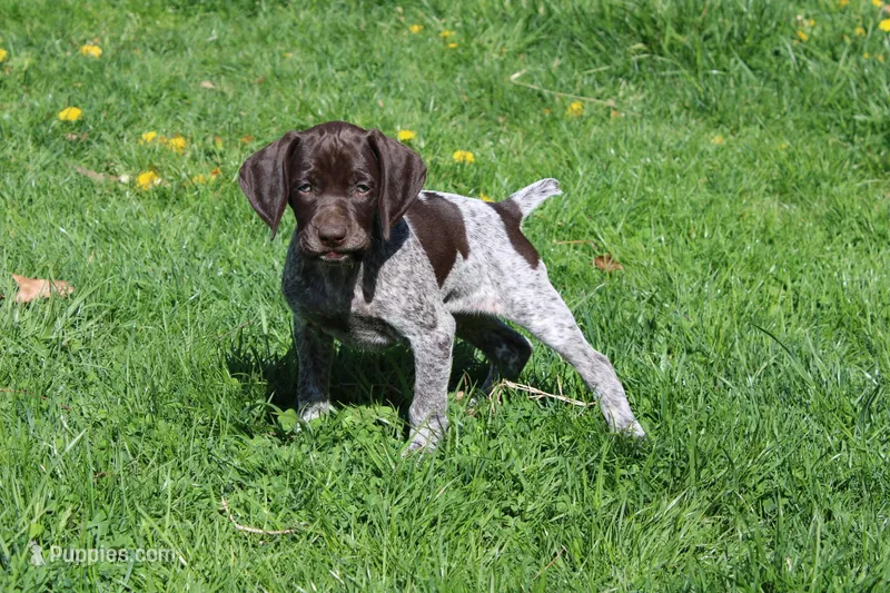 Kimber  – German Shorthaired Pointer puppy for sale in Sunbury, PA