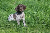 Kimber , a female German Shorthaired Pointer for sale in Sunbury, PA – Photo 3 of 3