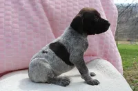 Kimber , a female German Shorthaired Pointer for sale in Sunbury, PA – Photo 2 of 3