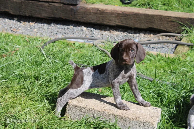 Kelly  – German Shorthaired Pointer puppy for sale in Sunbury, PA