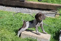 Kelly , a female German Shorthaired Pointer for sale in Sunbury, PA – Photo 1 of 4
