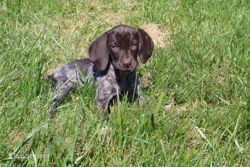 Kelly  – German Shorthaired Pointer puppy for sale in Sunbury, PA