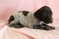 Kelly , a female German Shorthaired Pointer for sale in Sunbury, PA – Photo 4 of 4