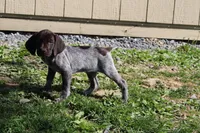 Kelly , a female German Shorthaired Pointer for sale in Sunbury, PA – Photo 2 of 4