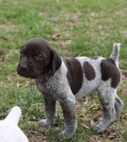 Bella, a female German Shorthaired Pointer for sale in Sunbury, PA – Photo 3 of 4