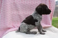 Bella, a female German Shorthaired Pointer for sale in Sunbury, PA – Photo 4 of 4