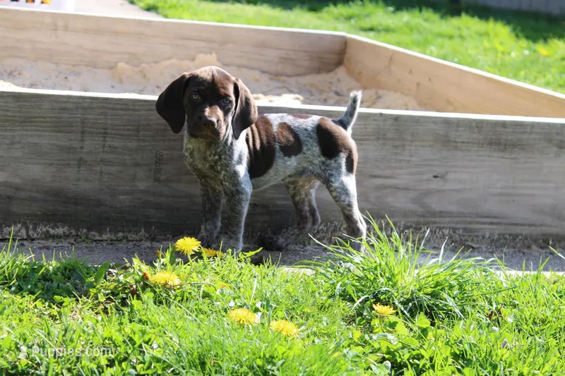 Bella – German Shorthaired Pointer puppy for sale in Sunbury, PA