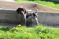 Bella, a female German Shorthaired Pointer for sale in Sunbury, PA – Photo 2 of 4