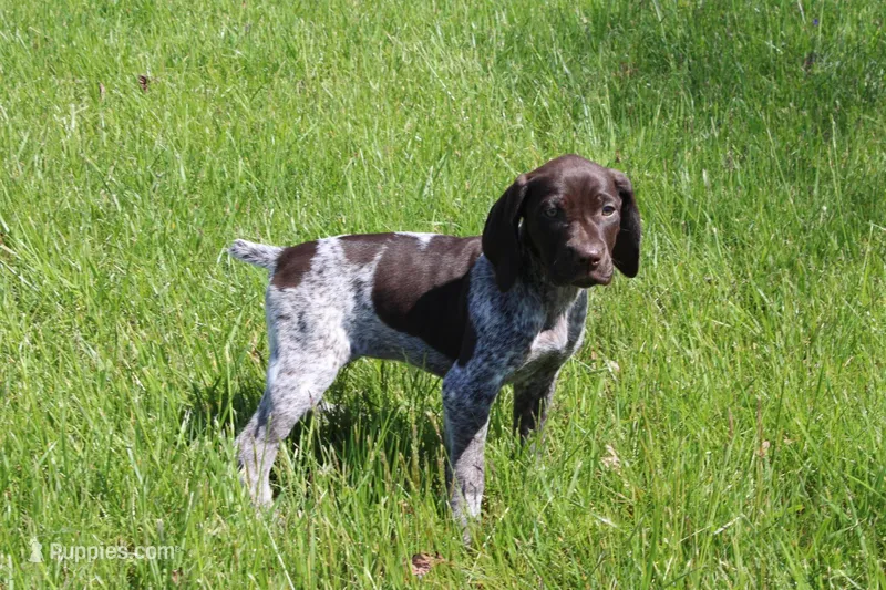 Bella – German Shorthaired Pointer puppy for sale in Sunbury, PA
