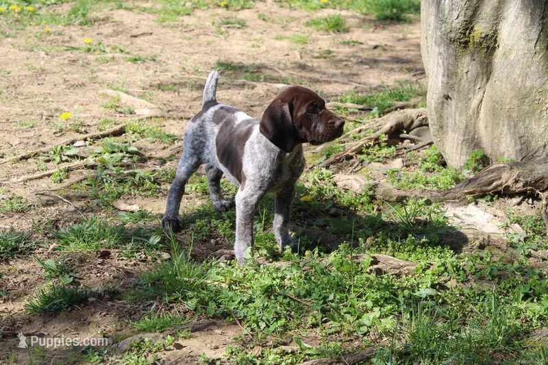 Bella – German Shorthaired Pointer puppy for sale in Sunbury, PA