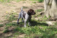 Bella, a female German Shorthaired Pointer for sale in Sunbury, PA – Photo 1 of 4