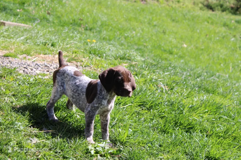 River  – German Shorthaired Pointer puppy for sale in Sunbury, PA