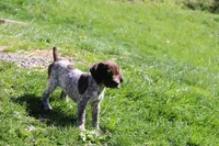 River , a female German Shorthaired Pointer for sale in Sunbury, PA – Photo 1 of 3
