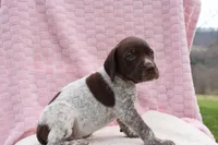 River , a female German Shorthaired Pointer for sale in Sunbury, PA – Photo 3 of 3