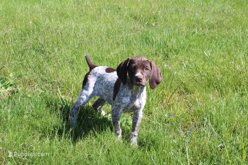River  – German Shorthaired Pointer puppy for sale in Sunbury, PA