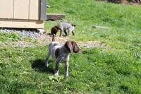 River , a female German Shorthaired Pointer for sale in Sunbury, PA – Photo 2 of 3