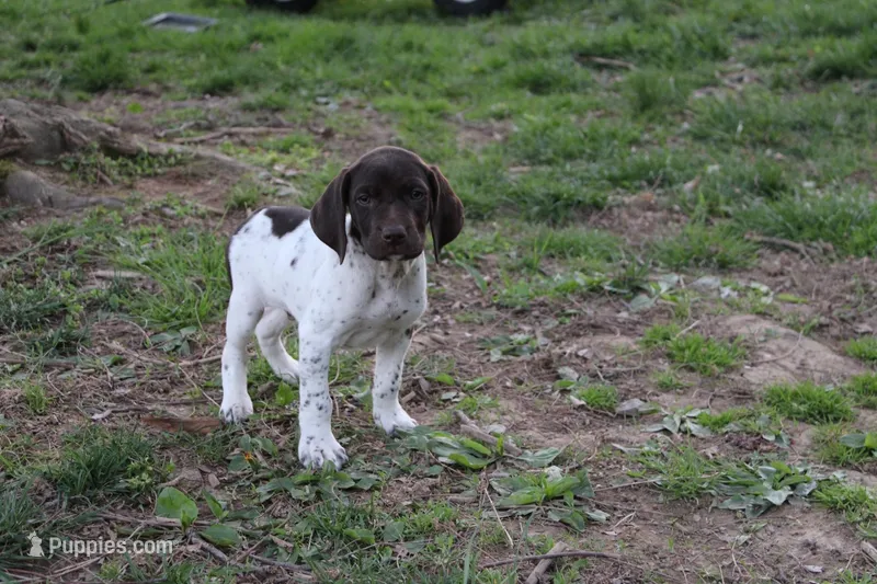 Ruger  – German Shorthaired Pointer puppy for sale in Sunbury, PA