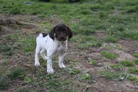 Ruger , a male German Shorthaired Pointer for sale in Sunbury, PA – Photo 1 of 3
