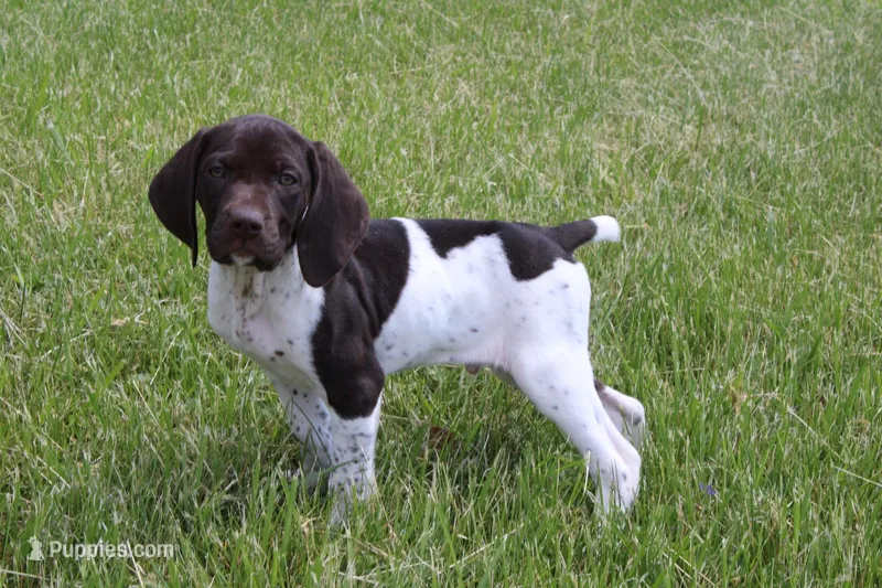 Ruger  – German Shorthaired Pointer puppy for sale in Sunbury, PA