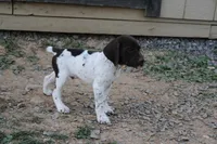 Ruger , a male German Shorthaired Pointer for sale in Sunbury, PA – Photo 2 of 3
