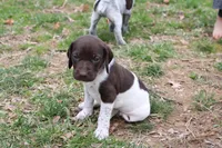 Ruger , a male German Shorthaired Pointer for sale in Sunbury, PA – Photo 3 of 3