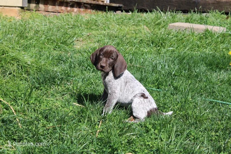 Max  – German Shorthaired Pointer puppy for sale in Sunbury, PA