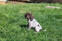 Max , a male German Shorthaired Pointer for sale in Sunbury, PA – Photo 1 of 3