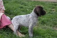 Max , a male German Shorthaired Pointer for sale in Sunbury, PA – Photo 3 of 3